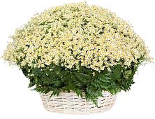 Цветочная композиция из Ромашки в корзине #REPLACE_PRED# Смышляевка